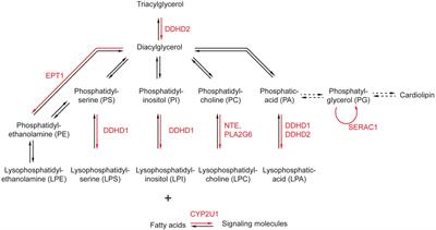 Lipids in the Physiopathology of Hereditary Spastic Paraplegias